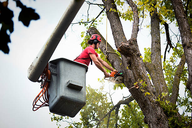 Seasonal Cleanup in Mclouth, KS